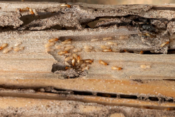 Insect Control in Whitesburg, KY
