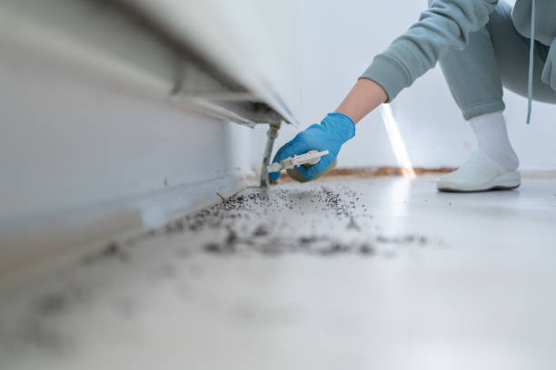 Wasp Removal Services in Whitesburg, KY